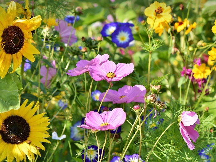 室内的花卉怎么养护